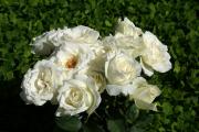 bouquet de roses blanches