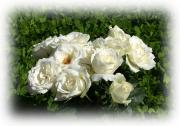 bouquet de roses blanches