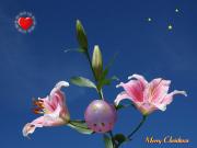 Merry Christmas - Pink stargazer lily