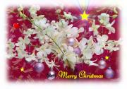 Christmas eCards white orchids