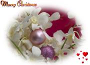 Christmas eCards white orchids