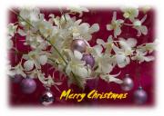 Christmas e-Cards white orchids