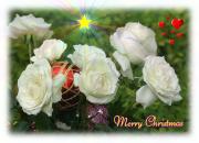 eCards white Christmas roses