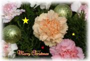 Christmas flowers