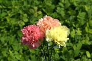 Carnation photo ecard