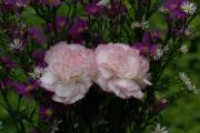 Carnation photo ecard