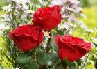 red roses