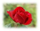 Red rose - photo