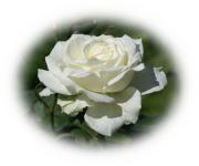 white rose eCard