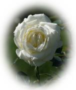 white rose eCard