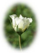 White rose photos