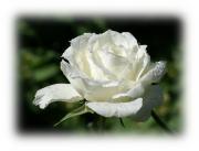 white rose eCard