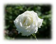 white rose eCard