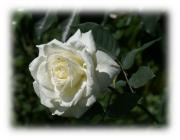 white rose eCard