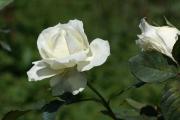 white rose eCard