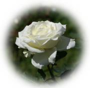 white rose eCard