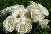 white roses eCard