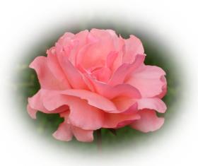 Free ecards  angel-pink rose - greeting e-card by eMail