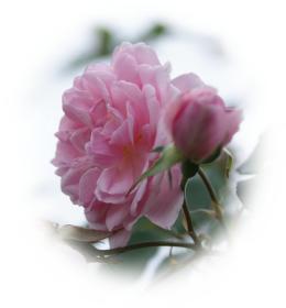 Free ecards  baby-pink wild roses - greeting e-card by eMail