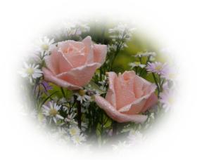 Free ecards  pink roses - pink roses eCard by eMail