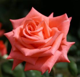 Free eCard hot pink rose