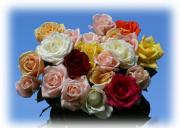 Most beautiful roses