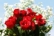 Most beautiful roses