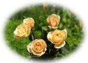 Most beautiful roses