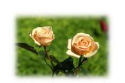 Most beautiful roses