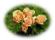 Most beautiful roses