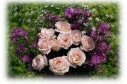 Most beautiful roses