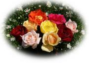 Most beautiful roses