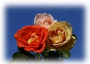 Most beautiful roses