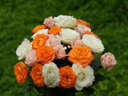 Orange, rosa und weisse Rosen