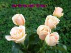 Father's day LoveCards peach roses - free eCards by eMail to say *happy fathers day*