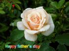 Father's day LoveCards peach rose - free eCards by eMail to say *happy fathersday*