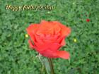 Father's day LoveCards red rose - free eCards by eMail to say *happy fathersday*