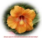 God card orange hibiscus blossom