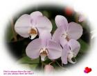 thumbs/orchid-dsc00127-a2.jpg','Cyberspace Ashram LoveCards')