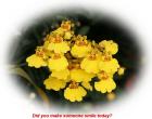 God card - yellow orchid