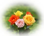 greeting cards colorful rose bouquet