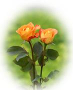 orange love roses greeting cards