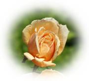 Peach roses greeting card