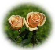 Peach roses greeting card