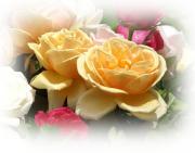 Peach roses greeting card