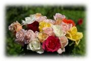 Colorful rose bouquet greeting card