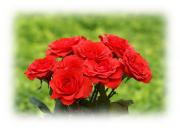 Red roses bouquet greeting card