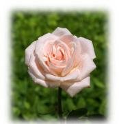 Soft pink rose greeting card