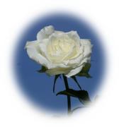 White rose greeting card