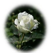 White rose greeting card